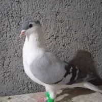 ساده کاکلی
