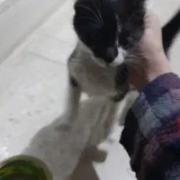 گربه|گربه|رودسر, |دیوار