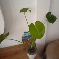 مانسترا برگ انجیری