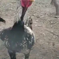 خروس و مرغ لاری