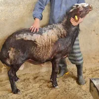 گوسفند|حیوانات مزرعه|تهران, افسریه جنوبی|دیوار