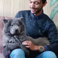 چاو چاو نر رنگ بلو 5 ماهه خرسی پشمالو