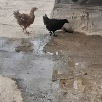جوجه مرغ و خروس ۶ ماهه