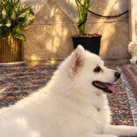 پامرین ماده
