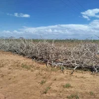 فروش چوب پسته