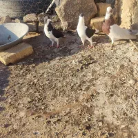 طوقی نر  دوتا خوشرنگ ماده