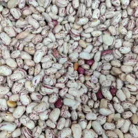 پخش خوراک دام و طیور و علافی و حبوبات و برنج|عمده‌فروشی|مهربان, |دیوار