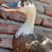 اردک|حیوانات مزرعه|اسکو, |دیوار