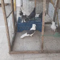 کفتر باخت رفته|حیوانات|ملایر, |دیوار