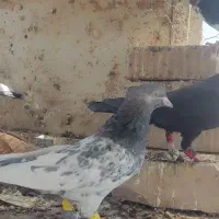 بهبهانی و شهری