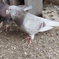 نر سوسکی نر مینا