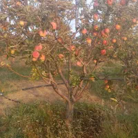 سیب قرمز روی درخت
