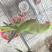 شاه طوطی کینگ سایز نر سخنگو دستی ۷ماهه|پرنده|خمینی‌شهر, |دیوار