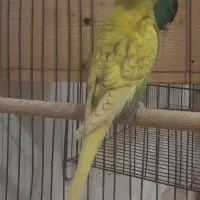 جفت مرغ عشق زیبا