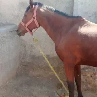 مادیان|اسب و تجهیزات اسبسواری|خرمآباد, |دیوار