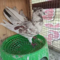 غریب نگه نمیدارم