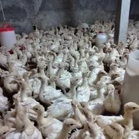 جوجه بوقلمون گوشتی نژاد فوق سنگین بیوتی