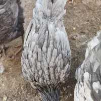 تخم مرغ گلین|حیوانات مزرعه|فلاورجان, |دیوار