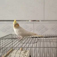 عروس هلندی گمشده