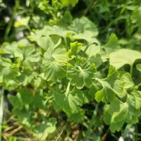 جینکو عمده و یال اسبی