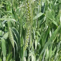 گاوداران دامداران ذرت علوفه قراردادی