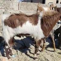 تروشت فروشی نسل ستایی