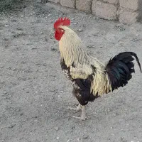 خروس
