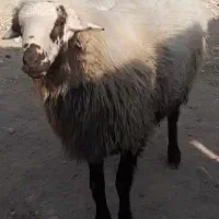 بره قوچ همو