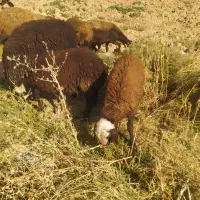 بره نر و ماده|حیوانات مزرعه|شال, |دیوار