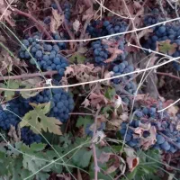 فروش باغ انگور دیمی