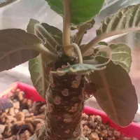 بنسای ، کاکتوس فوق نفیس