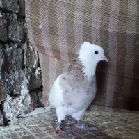 کفتر طوقی نر