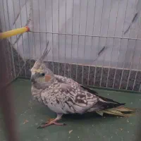 عروس  گل باقالی