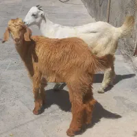 ۲تاکهره ماده دوبحر پاکستانی  دونه ای۸۶۰۰ مقطوع