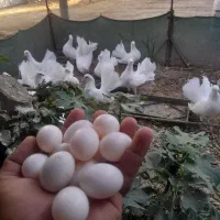 حیوانات