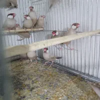 فنچ نرگسی|پرنده|ارومیه, |دیوار