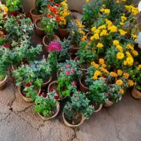 گل پیچک|گل و گیاه طبیعی|نجف‌آباد, جلال آباد|دیوار