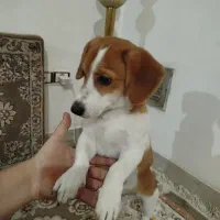 سگ خونگی پا کوتاه اشتیپتز|سگ|همدان, |دیوار