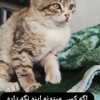 واگذاری بچه گربه دو ماه|گربه|فردوس (خراسان), |دیوار