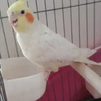 عروس هلندی سفید سخنگو