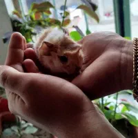 پنج عدد خوکچه هندی|موش و خرگوش|تبریز, |دیوار