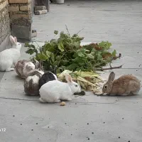 ۳ جفت خرگوش نرو ماده