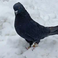 کبوتر پرشی