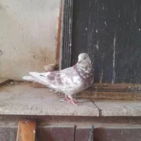 کفتر(کبوتر)|پرنده|تهران, طیب|دیوار