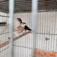 فنچ گلو بریده|پرنده|بندرعباس, |دیوار