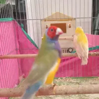 فنچ گلدین مولد