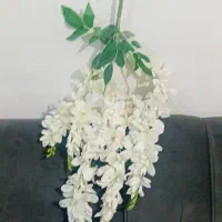 گل اقاقیا پنج بازو سفید