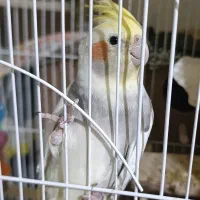 فروش عروس هلندی|پرنده|پیرانشهر, |دیوار