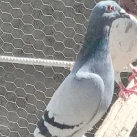 نرماده پرشی|پرنده|اردکان, |دیوار