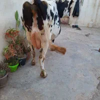 ۲ راس گاو شیری با گوساله